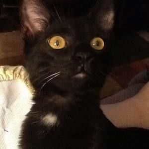 Meet your Posher, Bonnie